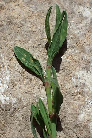 Polygonum arenastrum \ Gleichbl�ttriger Kn�terich, Trittrasen-Vogel-Kn�terich / Equal-Leaved Knotgrass, D Mannheim 5.8.2026
