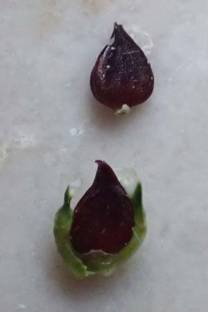 Polygonum arenastrum \ Gleichbl�ttriger Kn�terich, Trittrasen-Vogel-Kn�terich / Equal-Leaved Knotgrass, D Mannheim 5.8.2026