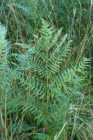 Pteridium pinetorum \ Kiefernwald-Adlerfarn, Nrdlicher Adlerfarn / Pinewood Bracken, D Allensbach 11.7.2015