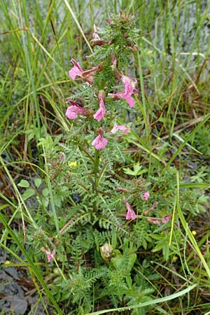 Pedicularis palustris \ Sumpf-Lusekraut / Marsh Lousewort, D Pfronten 9.6.2016