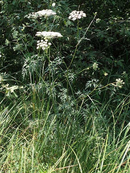 Peucedanum palustre \ Sumpf-Haarstrang / Marsh Hog's Parsley, Milk Parsley, D Bienwaldmühle 8.7.2017
