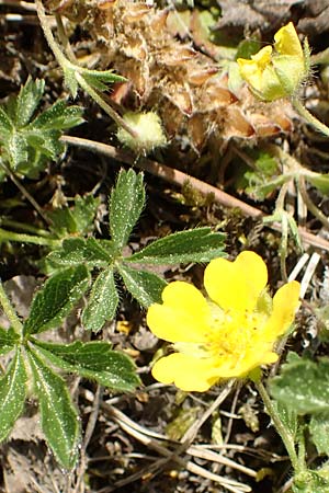 Potentilla pusilla \ Sternhaariges Frhlings-Fingerkraut, Flaum-Fingerkraut / Small Cinquefoil, D Gottmadingen 25.4.2018
