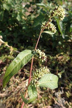 Persicaria lapathifolia subsp. pallida \ Acker-Ampfer-Knterich / Pale Persicaria, D Maxdorf 18.10.2018
