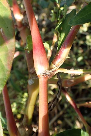 Persicaria lapathifolia subsp. pallida \ Acker-Ampfer-Knterich / Pale Persicaria, D Maxdorf 18.10.2018