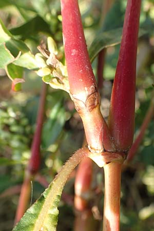 Persicaria lapathifolia subsp. pallida \ Acker-Ampfer-Knterich / Pale Persicaria, D Maxdorf 18.10.2018