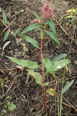 Persicaria pensylvanica \ Pennsylvania-Knterich / Pennsylvania Smartweed, D Köln-Langel 22.10.2018