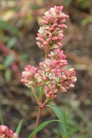 Persicaria pensylvanica, Pennsylvania-Knterich