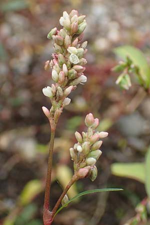 Persicaria pensylvanica \ Pennsylvania-Knterich / Pennsylvania Smartweed, D Köln-Langel 22.10.2018