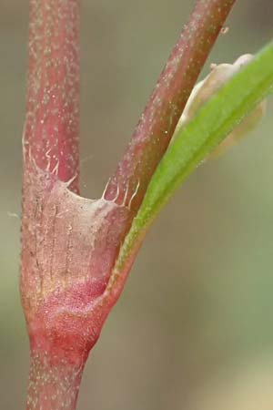 Persicaria pensylvanica \ Pennsylvania-Knterich / Pennsylvania Smartweed, D Köln-Langel 22.10.2018
