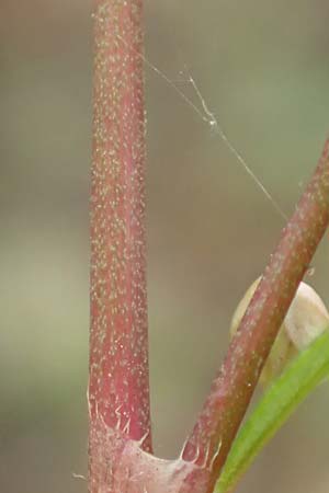 Persicaria pensylvanica \ Pennsylvania-Knterich / Pennsylvania Smartweed, D Köln-Langel 22.10.2018