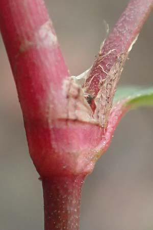 Persicaria pensylvanica \ Pennsylvania-Knterich / Pennsylvania Smartweed, D Köln-Langel 22.10.2018