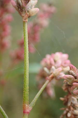 Persicaria pensylvanica \ Pennsylvania-Knterich / Pennsylvania Smartweed, D Köln-Langel 22.10.2018