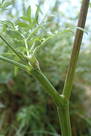 Peucedanum palustre \ Sumpf-Haarstrang / Marsh Hog's Parsley, Milk Parsley, D Gelderswoog 10.9.2019