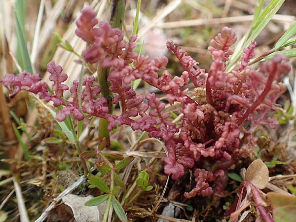 Pedicularis palustris \ Sumpf-Lusekraut / Marsh Lousewort, D Offenburg 22.5.2020
