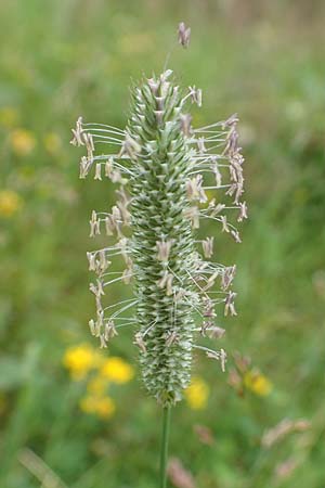 Phleum pratense \ Wiesen-Lieschgras / Timothy Grass, D Hunsrück, Langweiler 18.7.2020