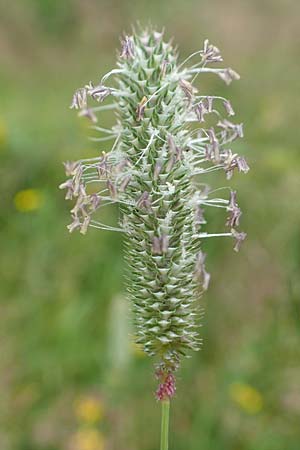 Phleum pratense \ Wiesen-Lieschgras / Timothy Grass, D Hunsrück, Langweiler 18.7.2020