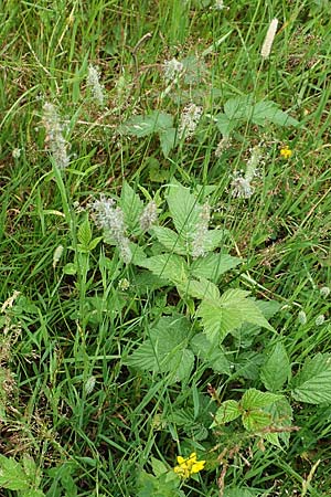 Phleum pratense \ Wiesen-Lieschgras / Timothy Grass, D Hunsrück, Langweiler 18.7.2020