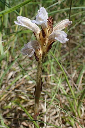 Phelipanche purpurea \ Purpur-Sommerwurz / Yarrow Broomrape, D Grünstadt-Asselheim 16.6.2021