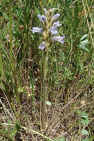 Phelipanche purpurea \ Purpur-Sommerwurz / Yarrow Broomrape, D Grünstadt-Asselheim 16.6.2021