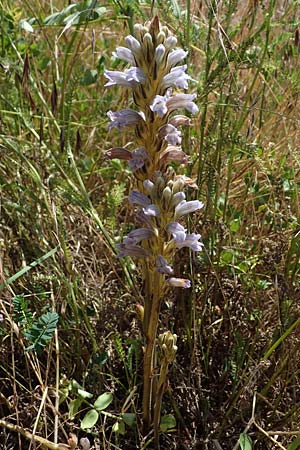 Phelipanche purpurea \ Purpur-Sommerwurz / Yarrow Broomrape, D Grünstadt-Asselheim 16.6.2021