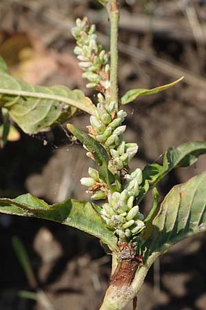 Persicaria lapathifolia subsp. pallida \ Acker-Ampfer-Knterich / Pale Persicaria, D Northeim 22.8.2022