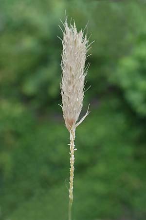 Alopecurus myosuroides \ Acker-Fuchsschwanz / Black-Grass, D Rhön, Gersfeld 23.6.2023