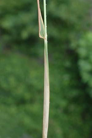 Alopecurus myosuroides \ Acker-Fuchsschwanz / Black-Grass, D Rhön, Gersfeld 23.6.2023