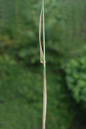 Alopecurus myosuroides \ Acker-Fuchsschwanz / Black-Grass, D Rhön, Gersfeld 23.6.2023
