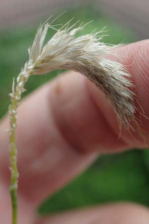 Alopecurus myosuroides \ Acker-Fuchsschwanz / Black-Grass, D Rhön, Gersfeld 23.6.2023