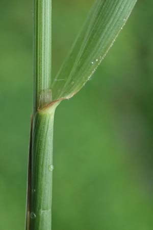 Alopecurus myosuroides \ Acker-Fuchsschwanz / Black-Grass, D Rhön, Gersfeld 23.6.2023