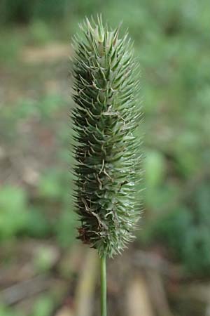 Phleum pratense \ Wiesen-Lieschgras / Timothy Grass, D Rhön, Eiterfeld 3.8.2023