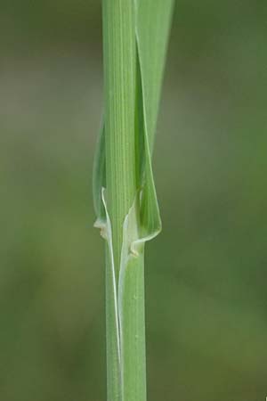 Phleum pratense \ Wiesen-Lieschgras / Timothy Grass, D Römerberg 29.6.2024