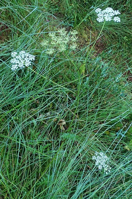 Peucedanum palustre \ Sumpf-Haarstrang / Marsh Hog's Parsley, Milk Parsley, D Babensham 14.8.2024