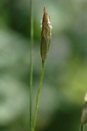 Poa palustris \ Sumpf-Rispengras / Swamp Meadow Grass, D Trennfurt 30.8.2025