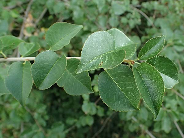 Pyrus pyraster \ Wild-Birne, Holz-Birne / Wild Pear, D Trennfurt 30.8.2025
