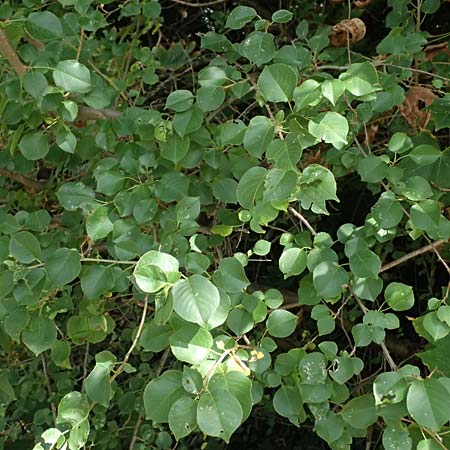Pyrus pyraster \ Wild-Birne, Holz-Birne / Wild Pear, D Trennfurt 30.8.2025