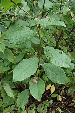Prunus padus subsp. padus \ Traubenkirsche / Bird Cherry, D Bürstadt 27.9.2025