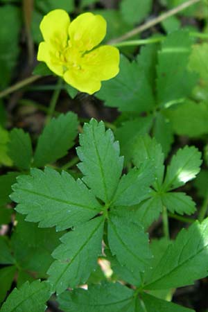 Potentilla reptans \ Kriechendes Fingerkraut, Fnffingerkraut / Creeping Cinquefoil, D Karlsruhe 19.7.2008