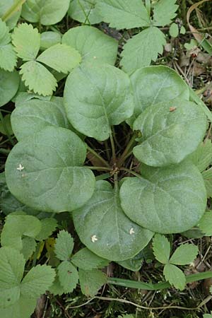 Pyrola rotundifolia \ Rundblttriges Wintergrn / Round-Leaved Wintergreen, D Büttelborn 23.6.2018