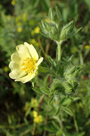Potentilla recta \ Aufrechtes Fingerkraut, Hohes Fingerkraut / Sulphur Cinquefoil, D Mannheim 5.6.2021