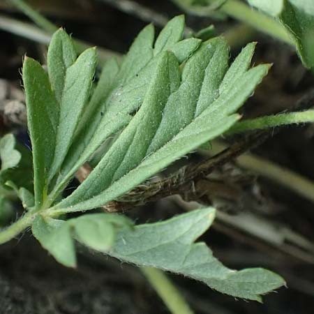 Potentilla rhenana \ Rheinisches Hgel-Fingerkraut / Rhenish Cinquefoil, D Hatzenport 19.6.2022