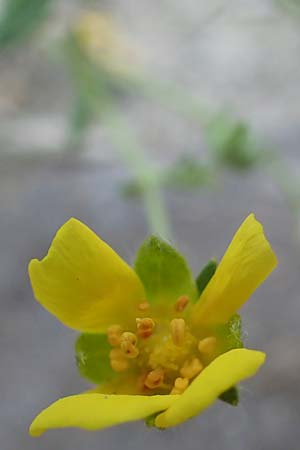 Potentilla rhenana \ Rheinisches Hgel-Fingerkraut / Rhenish Cinquefoil, D Hatzenport 19.6.2022