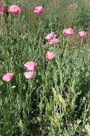 Papaver rhoeas \ Klatsch-Mohn / Common Poppy, D Thüringen, Herrnschwende 14.6.2023