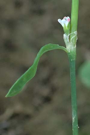Polygonum aviculare subsp. rurivagum \ Unbest�ndiger Vogel-Kn�terich, Schmalbl�ttriger Acker-Vogelkn�terich / Cornfield Knotgrass, Narrow-Leaf Knotweed, D Bad Breisig 30.8.2026