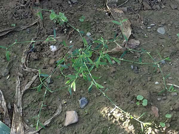 Polygonum aviculare subsp. rurivagum \ Unbest�ndiger Vogel-Kn�terich, Schmalbl�ttriger Acker-Vogelkn�terich / Cornfield Knotgrass, Narrow-Leaf Knotweed, D Bad Breisig 30.8.2026