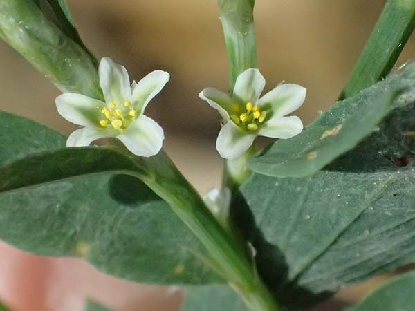 Polygonum aviculare subsp. rurivagum \ Unbest�ndiger Vogel-Kn�terich, Schmalbl�ttriger Acker-Vogelkn�terich / Cornfield Knotgrass, Narrow-Leaf Knotweed, D Mannheim 10.9.2026
