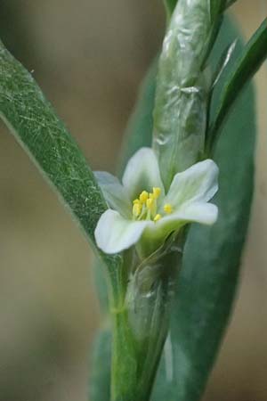 Polygonum aviculare subsp. rurivagum \ Unbest�ndiger Vogel-Kn�terich, Schmalbl�ttriger Acker-Vogelkn�terich / Cornfield Knotgrass, Narrow-Leaf Knotweed, D Mannheim 10.9.2026