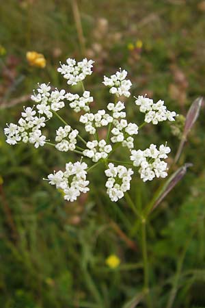 Pimpinella saxifraga \ Kleine Bibernelle / Burnet Saxifrage, D Taunus, Großer Feldberg 11.7.2009