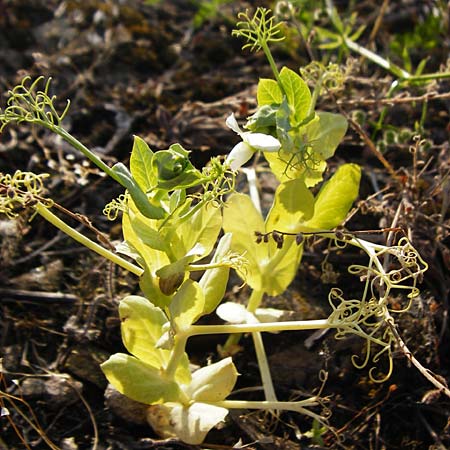 Lathyrus oleraceus var. oleraceus \ Garten-Erbse, D Mannheim 13.5.2015