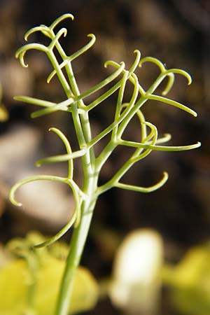 Lathyrus oleraceus var. oleraceus \ Garten-Erbse, D Mannheim 13.5.2015